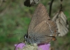 Satyrium esculi Satyrium esculi
