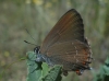 Satyrium esculi Satyrium esculi