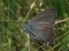 Satyrium esculi Satyrium esculi