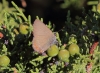 Satyrium esculi Satyrium esculi