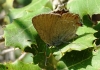 Satyrium esculi Satyrium esculi