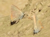 Satyrium esculi Satyrium esculi