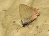 Satyrium esculi Satyrium esculi