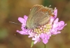 Satyrium esculi?