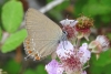 Satyrium esculi?