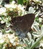 Satyrium esculi Satyrium esculi