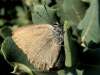Satyrium esculi Satyrium esculi