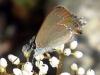 Satyrium esculi Satyrium esculi