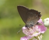 Satyrium esculi Satyrium esculi