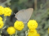 Satyrium esculi Satyrium esculi