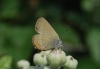 Satyrium esculi Satyrium esculi