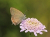 Satyrium esculi Satyrium esculi