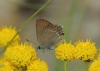 Satyrium esculi Satyrium esculi