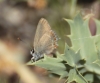Satyrium esculi Satyrium esculi