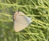 Satyrium esculi Satyrium esculi