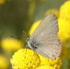Satyrium esculi Satyrium esculi