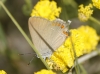 Satyrium esculi Satyrium esculi