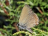 Satyrium esculi Satyrium esculi