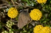 Satyrium sp.