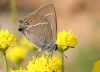 Satyrium spini