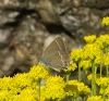 Satyrium spini