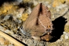 Satyrium spini