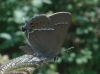 Satyrium spini