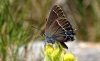Satyrium spini