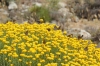 Satyrium spini