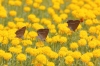 Satyrium spini