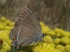 Satyrium spini