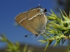 Satyrium spini