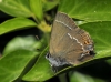 Satyrium spini