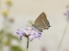 Satyrium spini