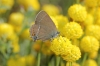 Satyrium spini