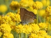 Satyrium spini