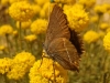 Satyrium spini
