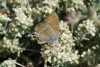 Satyrium spini