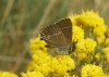 Satyrium spini
