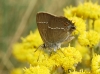 Satyrium spini