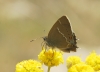Satyrium spini