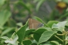 Satyrium spini