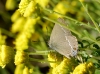 Satyrium spini