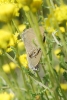 Satyrium spini