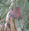 Satyrium spini