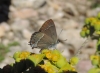 Satyrium spini