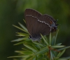 Satyrium spini