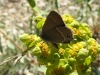 Satyrium spini