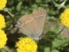Satyrium spini