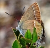 Satyrium spini Satyrium spini